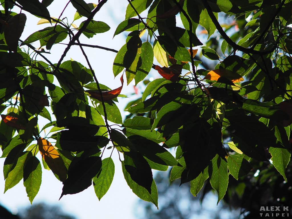 Leaves with backlight