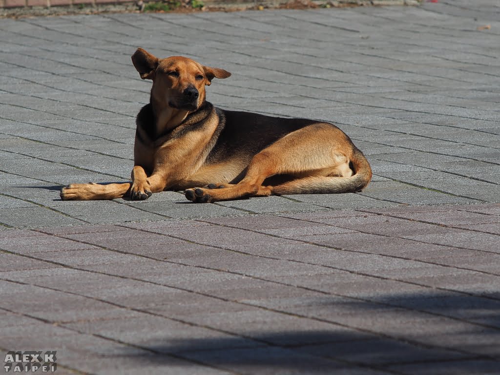 Street dog