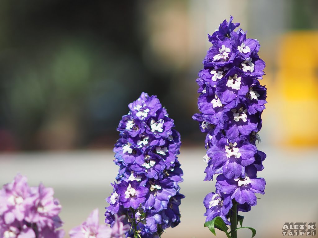 Purple flower with bokeh. Minolta MC Tele Rokkor 135mm
