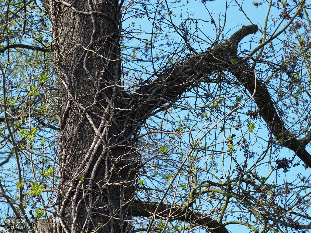 photo of a tree taken with the Carl Zeiss Jena Tessar 50mm f/2.8