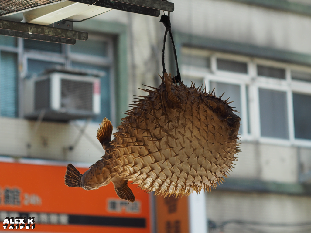 Dry puffer fish as decoration