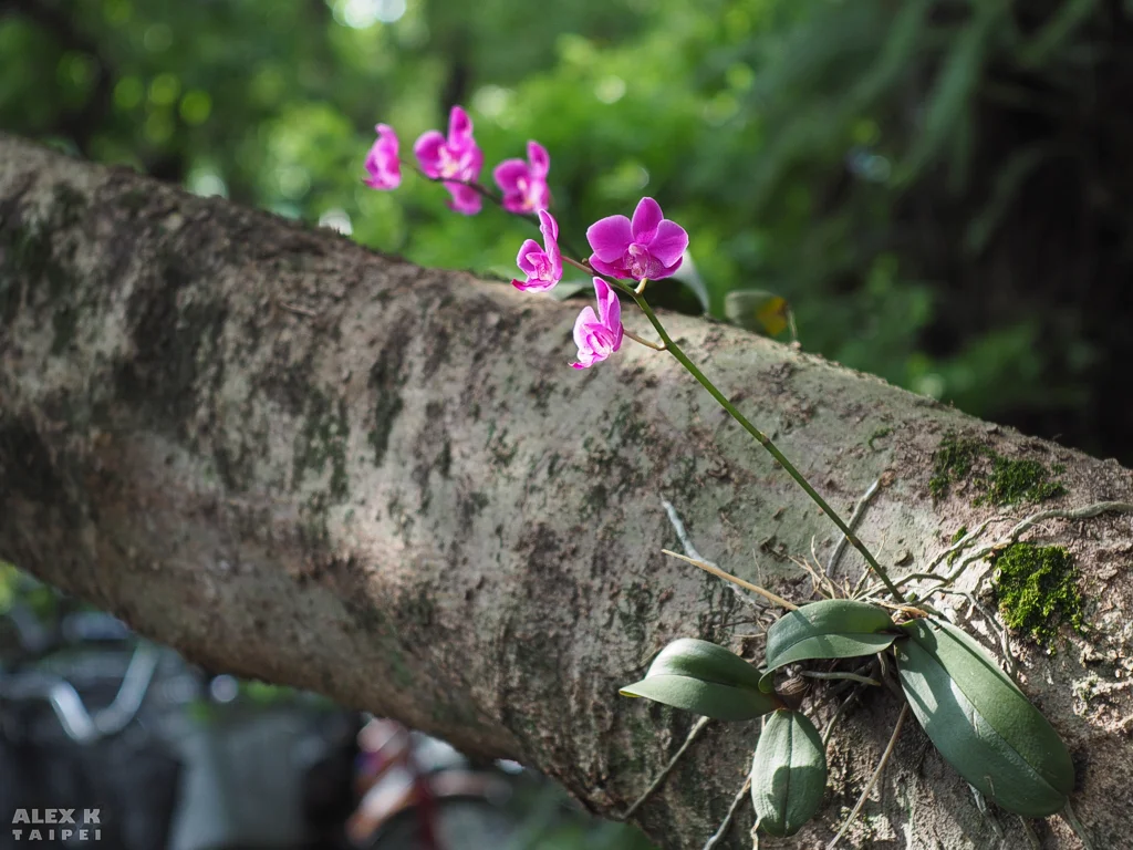 Orchid on a tree