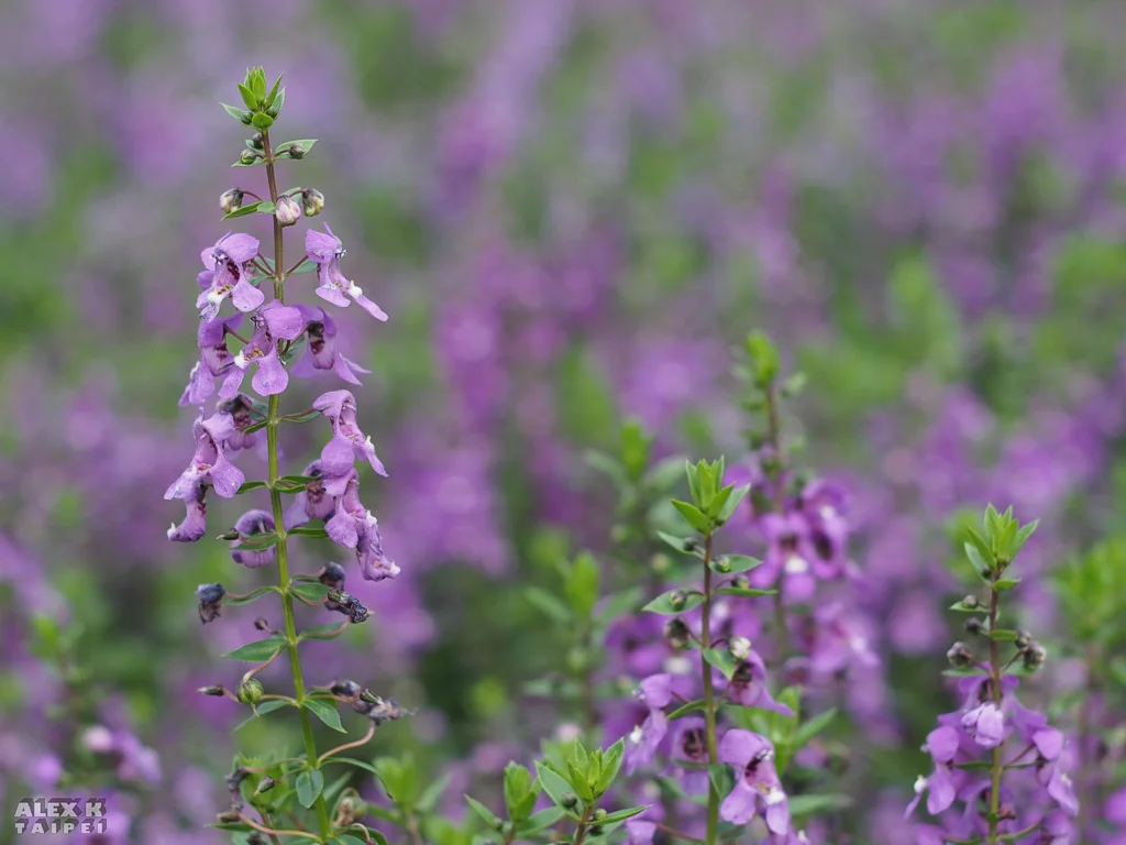 Flower with blurry background