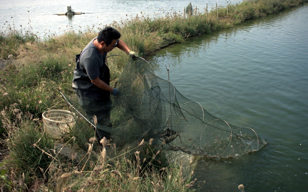 Fisherman taking out nets from fish pond.