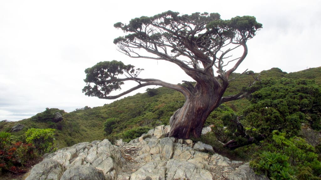 Jiaming Lake Hike Day 1 Xiangyang Tree 向陽名樹