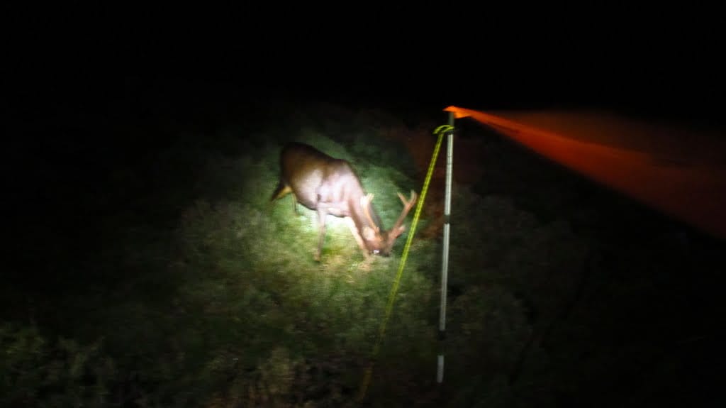Jiaming Lake Hike Day 2 Deer at Night