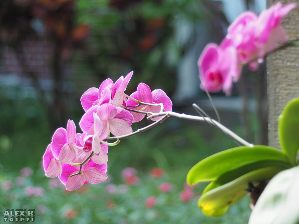 Orchid